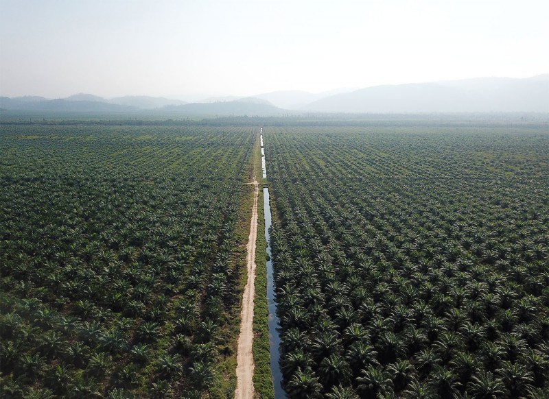 Tapanuli Selatan Estate